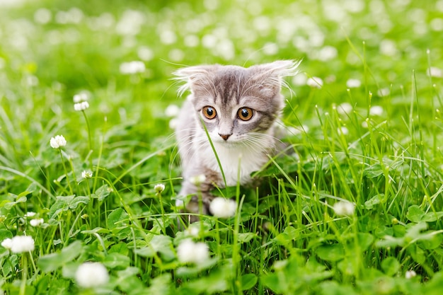 Un gatito gato de orejas caídas camina afuera en la hierba verde entre los tréboles