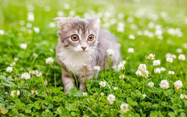 Un gatito gato de orejas caídas camina afuera en la hierba verde entre los tréboles