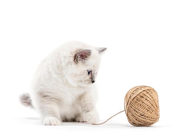 Gatito gato Ragdoll jugando con hilo de algodón aislado