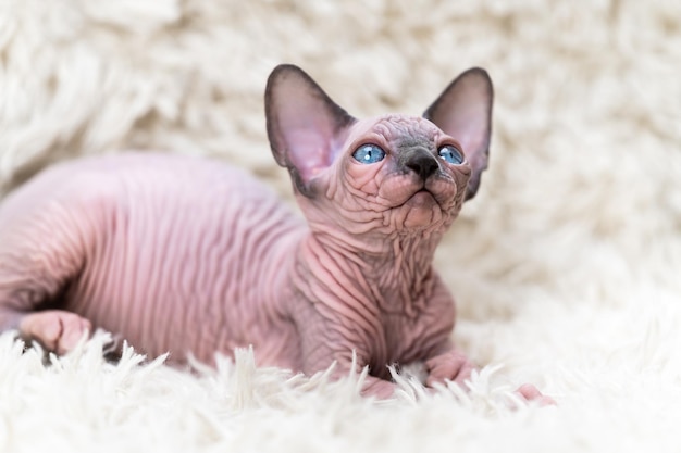 Gatito gato Sphynx canadiense con grandes ojos azules mirando hacia arriba acostado en la alfombra