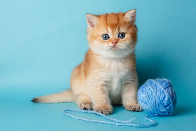 Gatito Golden chinchilla británica en un espacio azul con una pelota