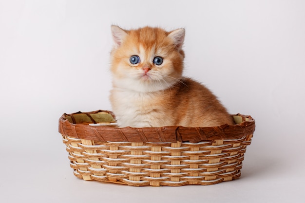 Gatito Golden chinchilla británico en una cesta