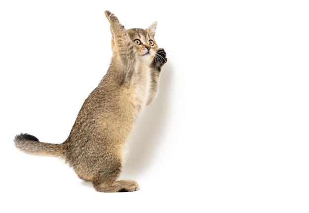 Gatito golden ticked chinchilla británica recta sobre un fondo blanco aislado. gato se para sobre sus patas traseras, dos patas delanteras están levantadas