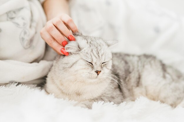 Gatito gracioso yace en el sofá con la pata extendida, la chica acaricia al gato en la cabeza