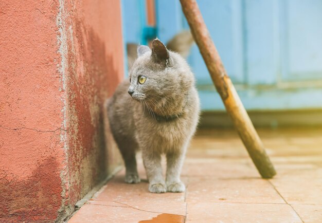 Gatito gris al aire libre. Mascota esponjosa casera con collar.