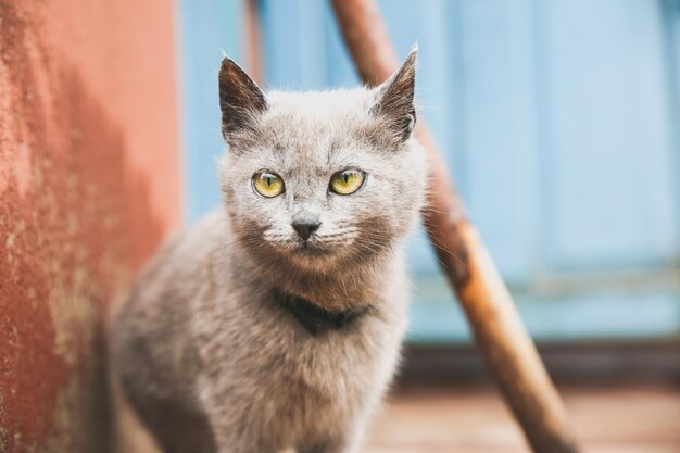 Gatito gris al aire libre. Mascota mullida casera con un collar.