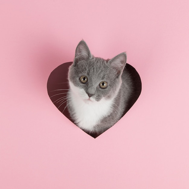 Un gatito gris se asoma por un agujero en forma de corazón en rosa