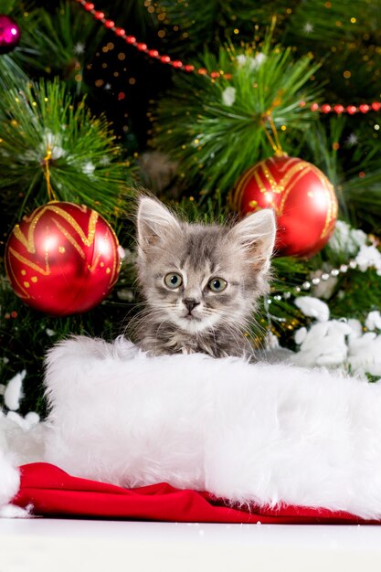 Un gatito gris se asoma por el sombrero de Santa Claus