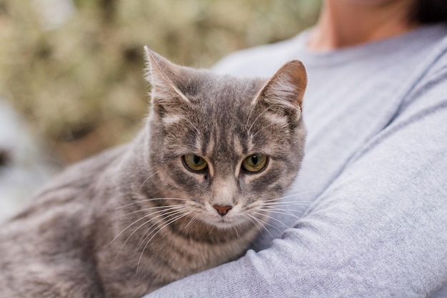 Gatito gris en los brazos de una chica con un suéter gris