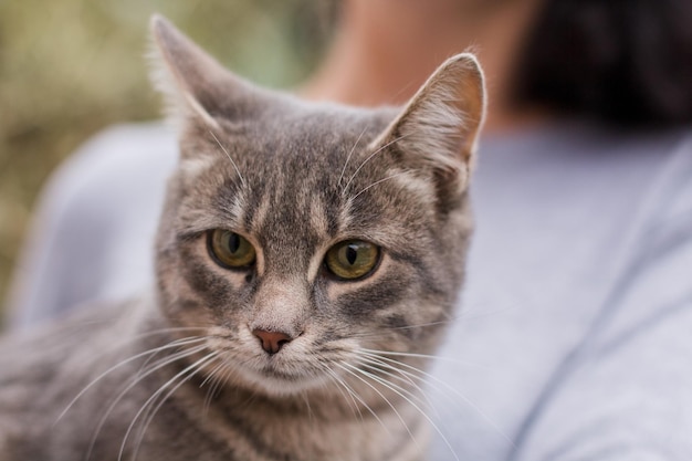 Gatito gris en los brazos de una chica con un suéter gris