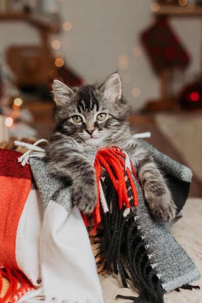 gatito gris en una canasta en casa para navidad
