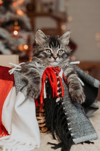 gatito gris en una canasta en casa para navidad