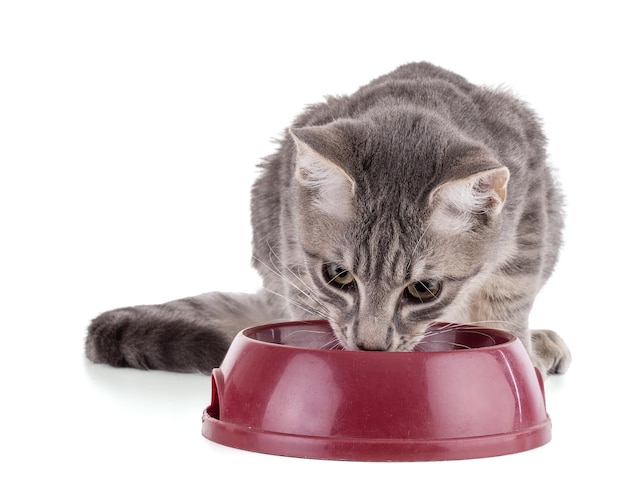 Gatito gris comiendo cuenco rojo