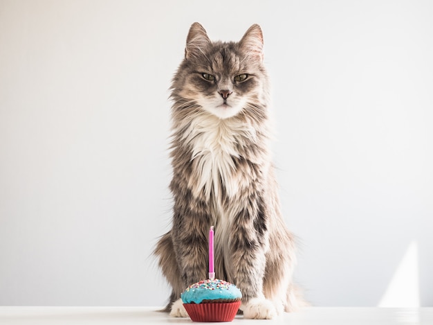 Gatito gris y un cupcake festivo con vela.