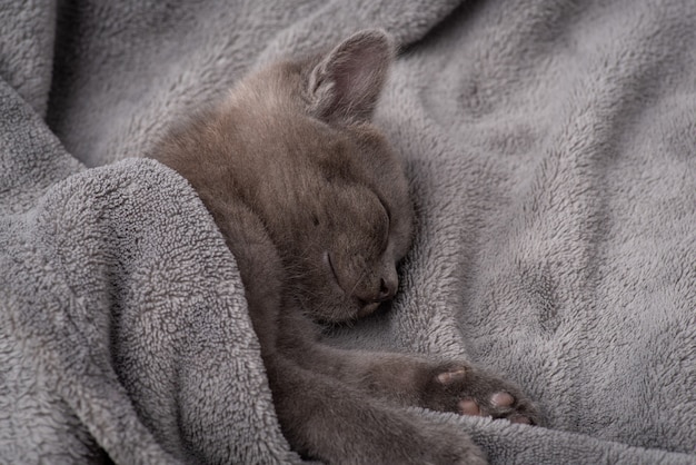 Gatito gris durmiendo. Hermoso gato pequeño descansando en una cama cómoda después de jugar
