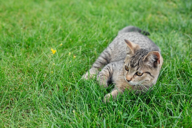 Gatito gris se encuentra en la hierba verde