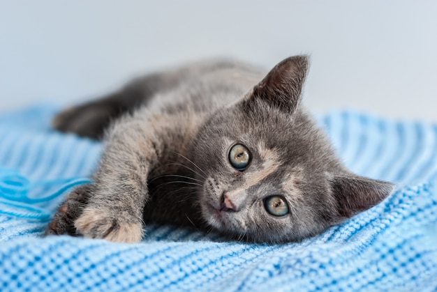 Gatito gris se encuentra sobre una tela de punto azul y mirando directamente a la cámara