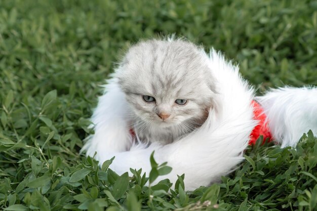 Gatito gris escocés de Navidad tirado en el sombrero de Papá Noel en el césped verde