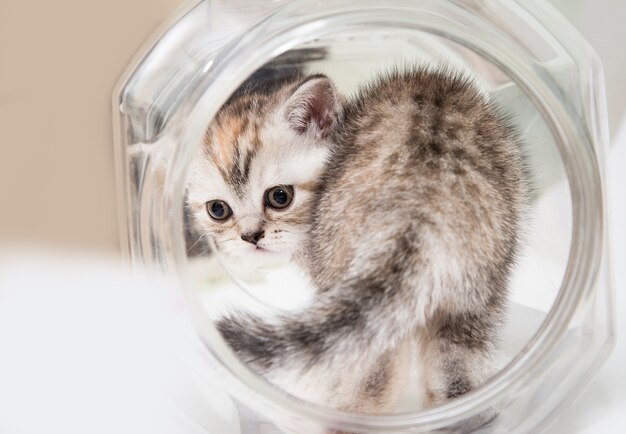 Gatito gris esponjoso en un frasco redondo.