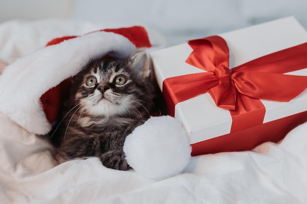 el gatito gris está acostado en una cama blanca con un sombrero de Papá Noel con regalos rojos de Navidad. símbolo del año