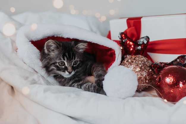 el gatito gris está acostado en una cama blanca con un sombrero de Papá Noel con regalos rojos de Navidad. símbolo del año