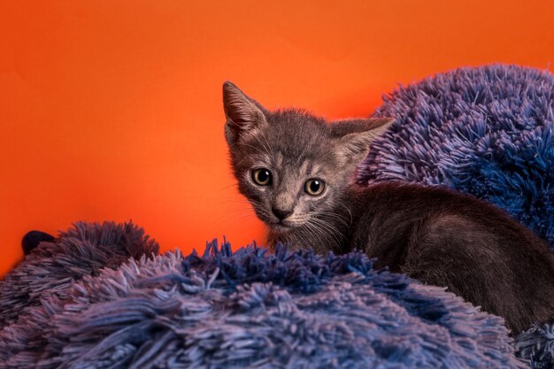 Gatito gris en fondo naranja