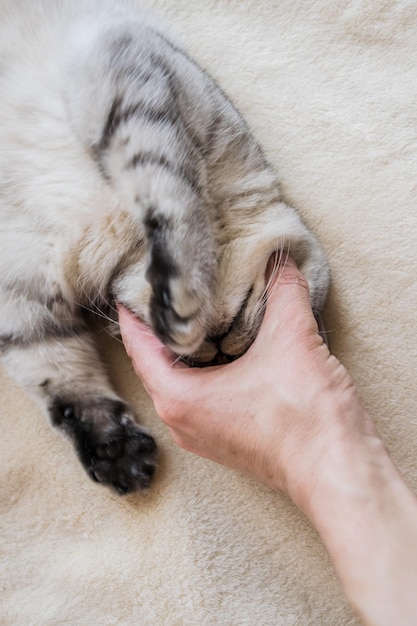 Gatito gris joven Mascota peluda con pedigrí en el interior Cámara lenta Lindo gato ligero jugando a niña