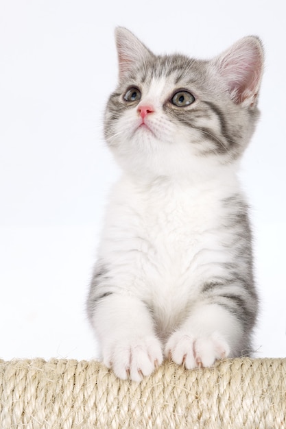 Gatito gris joven sobre una superficie blanca se ve en la parte superior