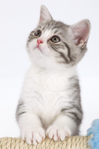 Gatito gris joven sobre una superficie blanca se ve en la parte superior