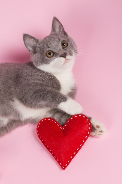 Foto gatito gris juega con corazón rojo sobre rosa