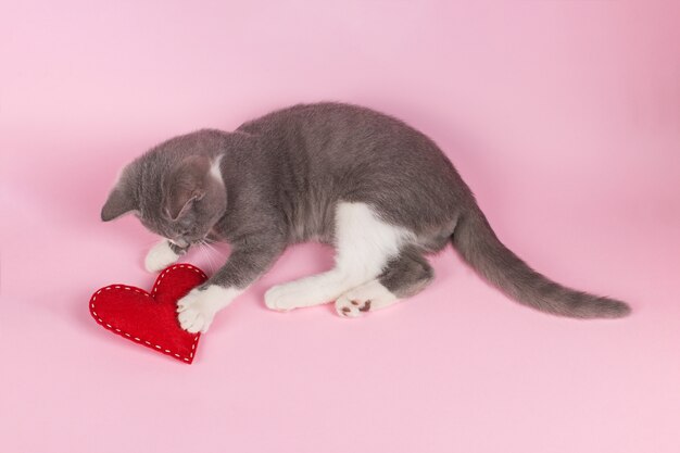 Gatito gris juega con corazón rojo sobre rosa