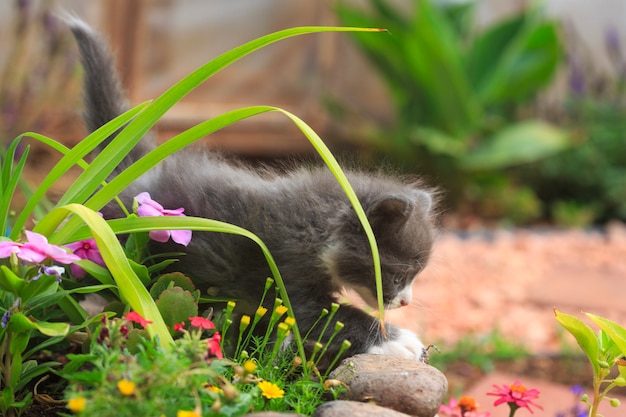 Gatito gris juega en el jardín de flores