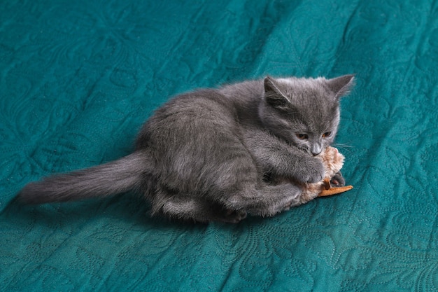 Gatito gris juega con juguetes de gato ratón de juguete