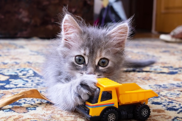 Gatito gris jugando con un coche de cerca