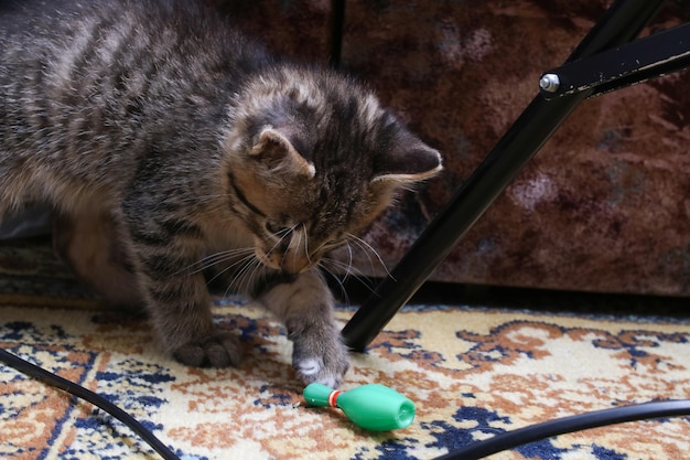 Gatito gris jugando con un juguete