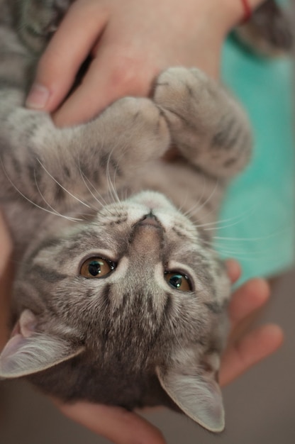 Gatito gris jugando con la mano del bebé