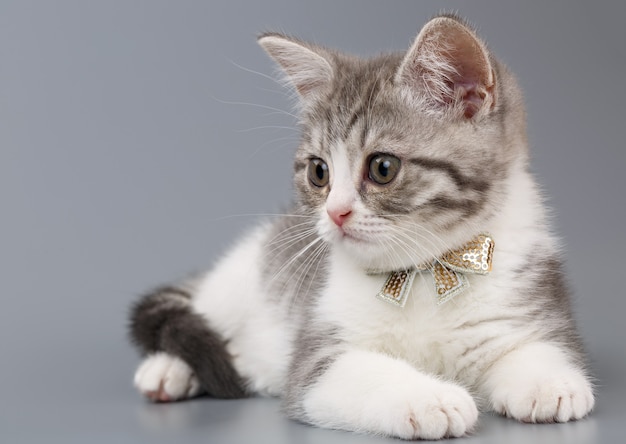 Gatito gris con un lazo en el cuello sentado sobre una superficie gris