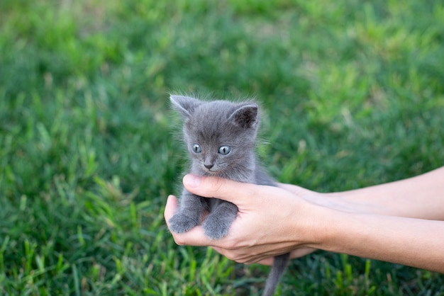 Gatito gris en las manos. Gato y césped verde afuera. Copia espacio