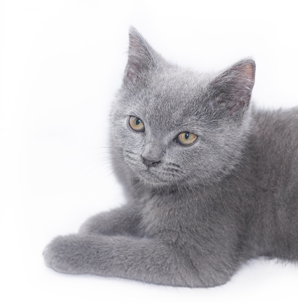 Un gatito gris miente en blanco