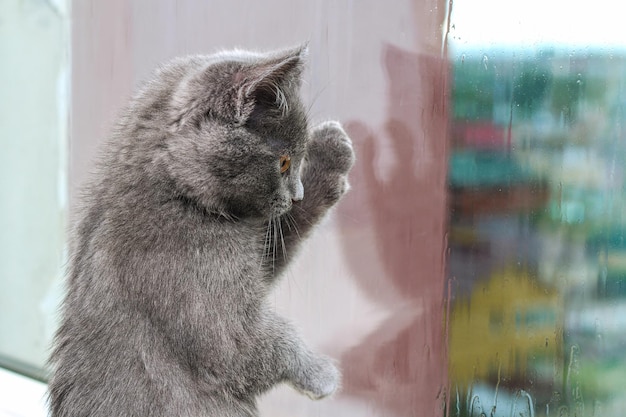 Gatito gris mira y rasca la ventana gato en el alféizar de la ventana mira la lluvia