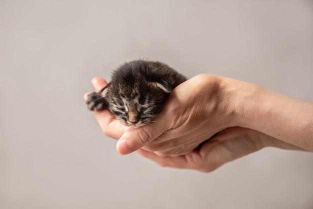 Un gatito gris oscuro recién nacido yace en las palmas