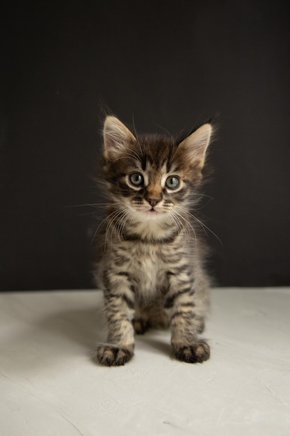 gatito gris oscuro se sienta sobre un fondo gris