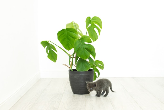 Gatito gris y planta casera monstera. Flor en maceta en un interior sin gente.