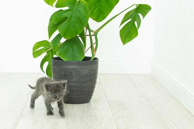 Gatito gris y planta casera monstera. Flor en maceta en un interior sin gente.