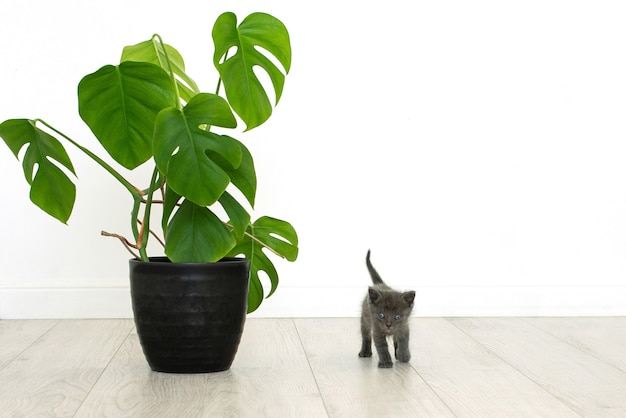 Gatito gris y planta casera monstera. Flor en maceta en un interior sin gente.