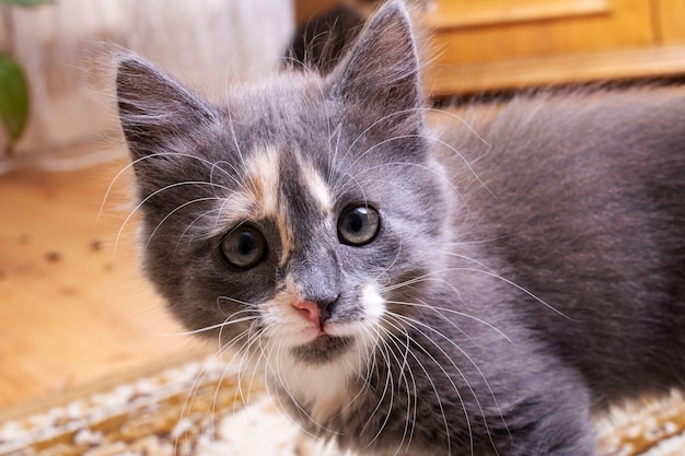 Gatito gris con un primer plano de mirada curiosa