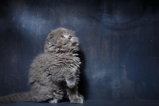 Gatito gris de raza Scottish fold juega sobre un fondo gris