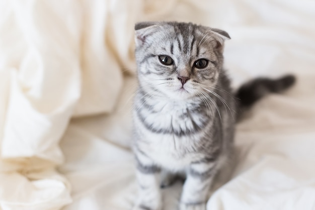 Gatito gris Scottish fold en la cama