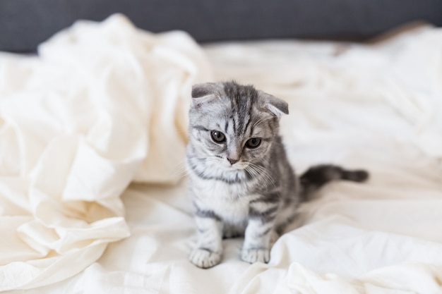 Gatito gris Scottish fold en la cama