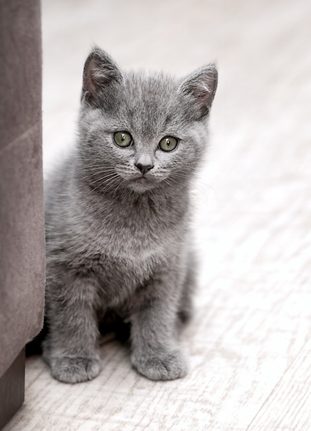 Gatito gris sentado en el suelo